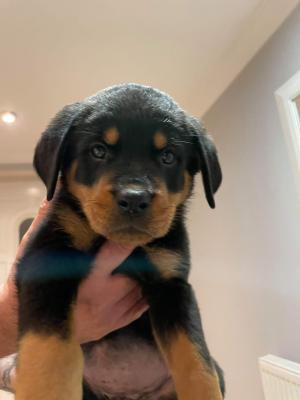Rottweiler for Rehoming
