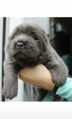 Bear coat puppies for store sale