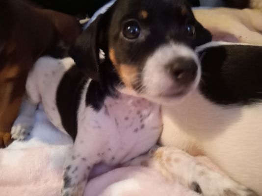 Cocker spaniel cross jack russell hot sale for sale