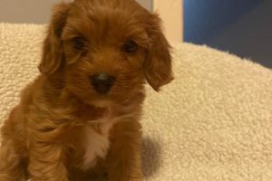 F1 Red Cavapoo puppies for sale