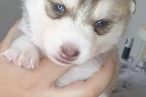 F2 pomsky puppies for sale
