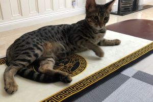 Savannah Cat for Rehoming