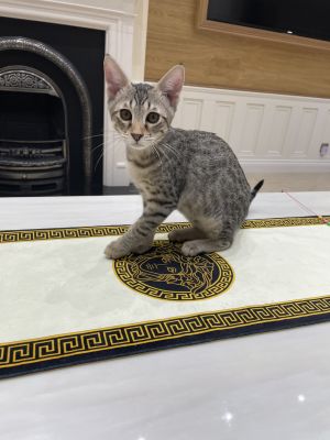 Savannah Cat For Sale in Lodon