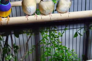 Finches for Rehoming