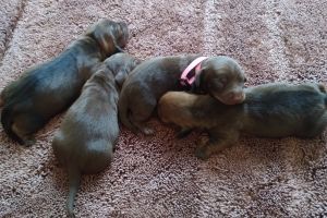 Kc minataure red dashound puppies for sale