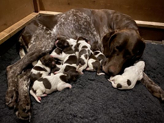 German Shorthaired Pointers for Rehoming