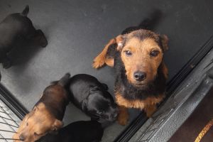 Lakeland x patterdale pups for sale
