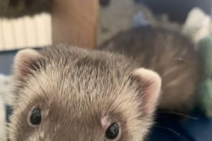 Ferrets for Rehoming