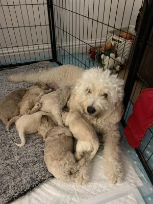 Cockapoo For Sale in the UK