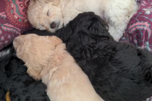 Poochon puppies for sale