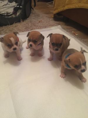 Chihuahua for Rehoming