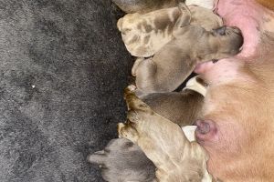 8 beautiful olde English bulldog puppies for sale