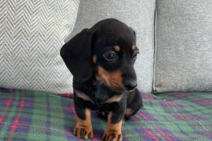 Beautiful Dachshund Miniature Smooth Haired / Dapple/ Wire Haired - READY EARLY NOVEMBER 21