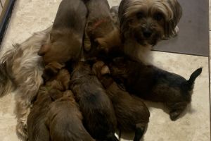 Yorkie poo For Sale in Great Britain