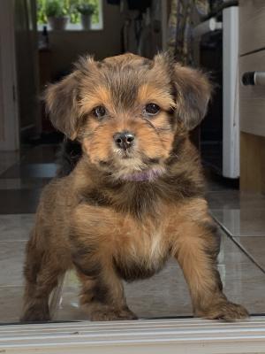 Yorkie poo For Sale in Great Britain