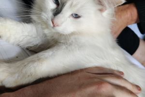 4 Male Ragdoll Kittens for sale 550 for pair only