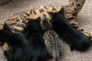 Cute Bengal For Sale