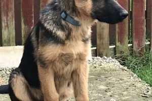 German Shepherd Online Listings