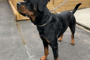 Rottweiler Dogs Breed