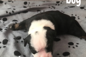 Old English bulldog puppies looking for forever homes