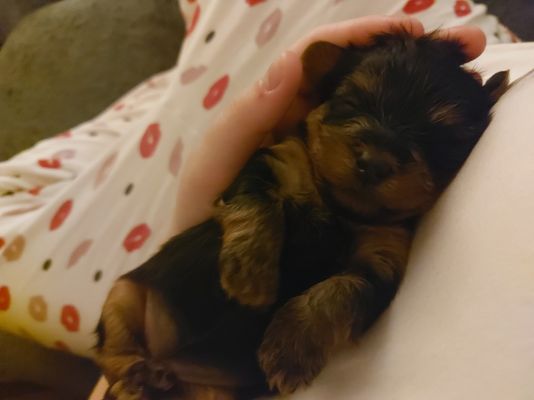 Yorkshire Terrier For Sale in Great Britain
