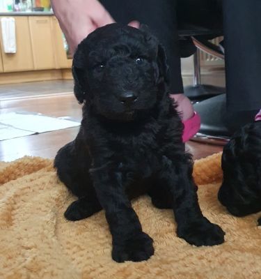 Available Labradoodles