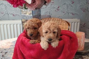 STUNNING KC REG PRA/CLEAR MINIATURE POODLE PUPPIES  FOR SALE