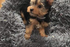 2 Yorkshire terrier male puppies for sale