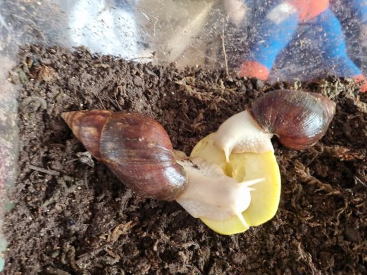 Snail for Rehoming