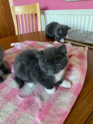 British Shorthair Cats Breed