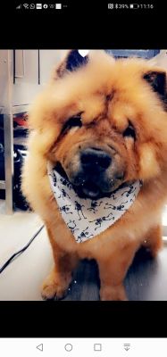 Chow Chow Online Ad