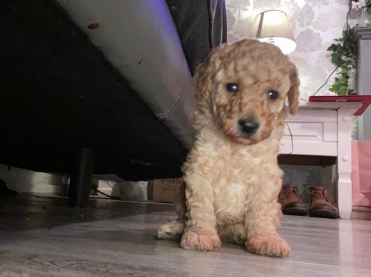 Cute Miniature Poodle For Sale