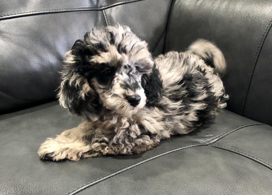 Miniature Poodle For Sale in the UK