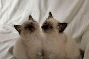 Ragdolls for Rehoming