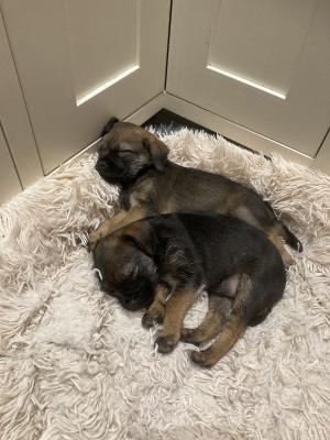 Available Border Terriers