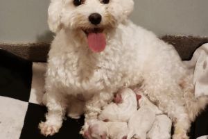 Bichon Frise for Rehoming