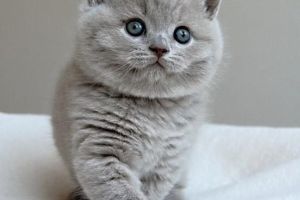 British Shorthair Wanted in Great Britain