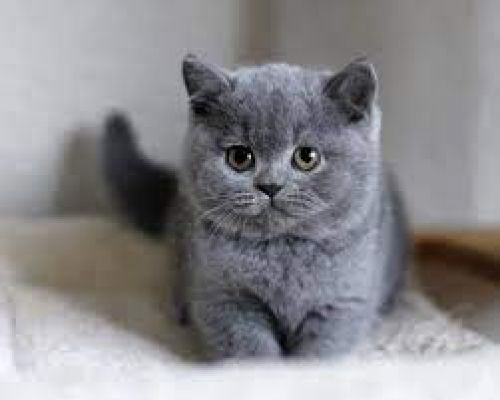 British Shorthair Wanted in Great Britain