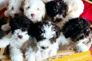 Lagotto Romagnolo for Rehoming