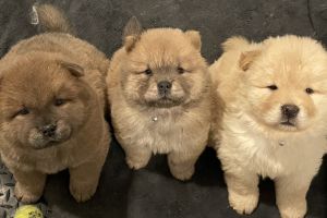 Chow Chow Advertisement UK Pets
