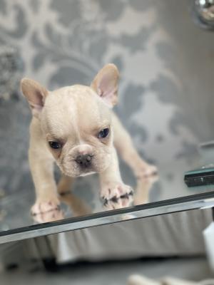 French Bulldog For Sale in the UK