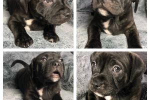 4x excellent Staffordshire bull terrier pups for sale