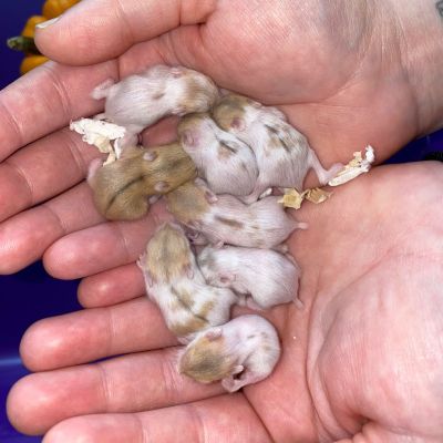 baby russian dwarf hamsters