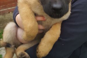 German shepherd x akita pups for sale