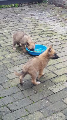 German Shepherd For Sale in Lodon