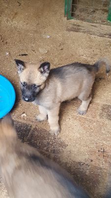 German shepherd x akita pups for sale | UKPets