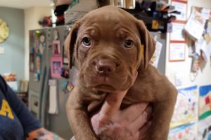 Mastiff cross puppies for sale