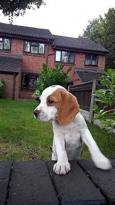 Available Beagles