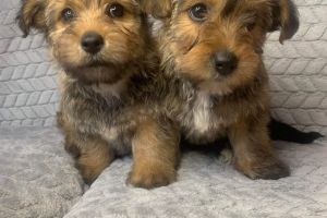 Yorkshire terrier pups for sale
