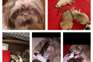 Kc registered puppies for sale